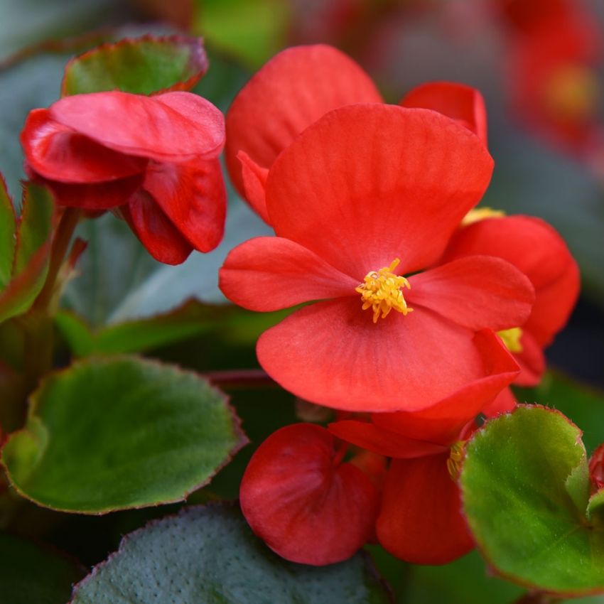 Kesäbegonia F1 'Super Olympia Red'