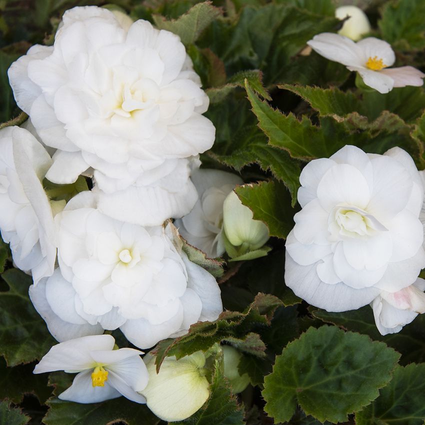 Mukulabegonia F1 'Fortune White'