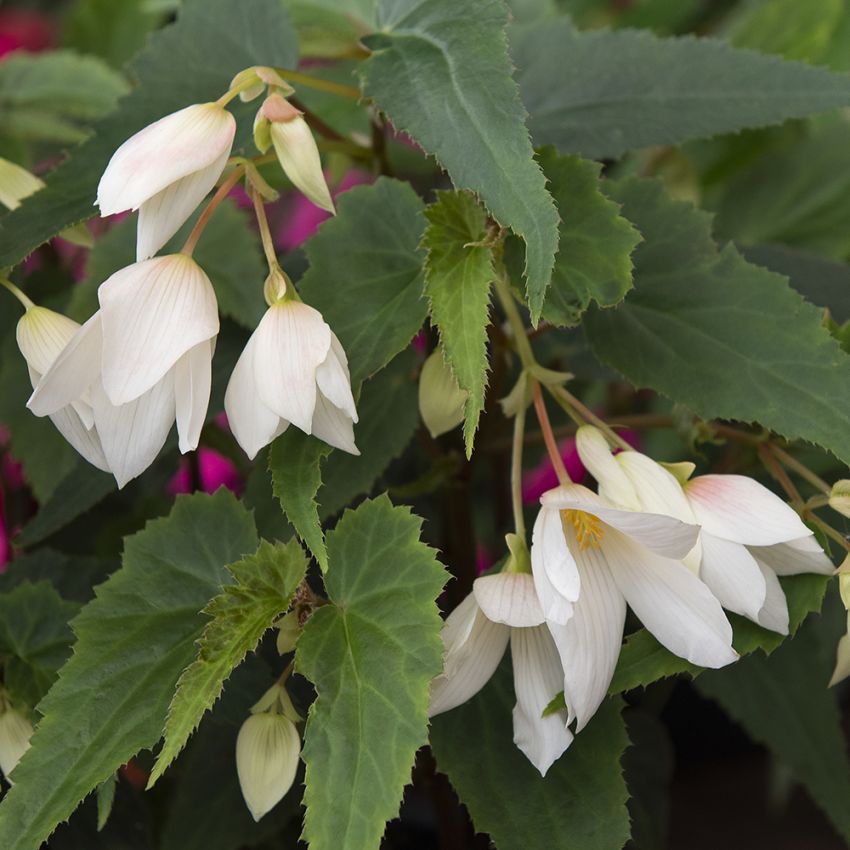 Riippubegonia F1 'Groovy White'