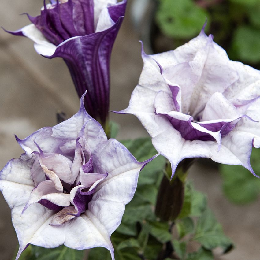 Intialainen hulluruoho 'Double Purple'