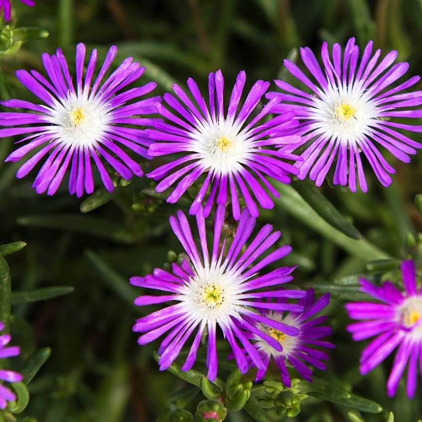 Sinipiikkipäivikki 'Stardust'