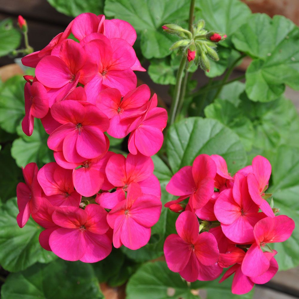 Pelargoni F1 'Apache Violet'