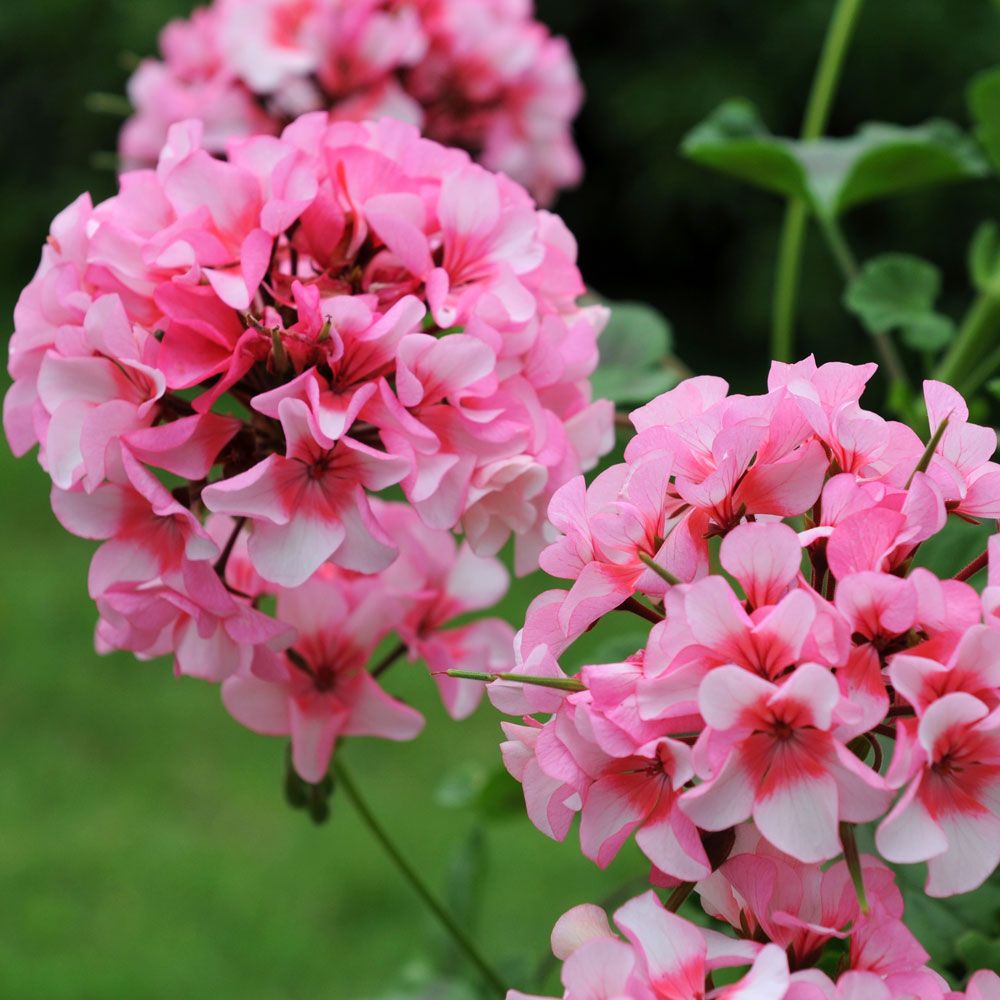 Pelargoni F1 'Apache Star'