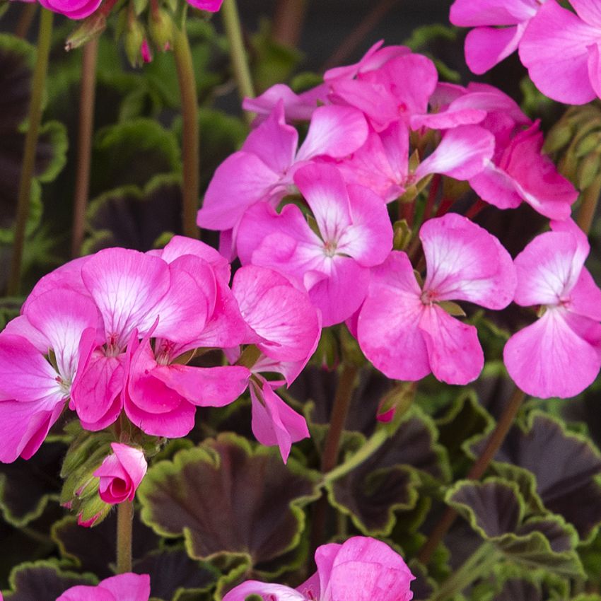 Pelargoni F1 'Night Rose'