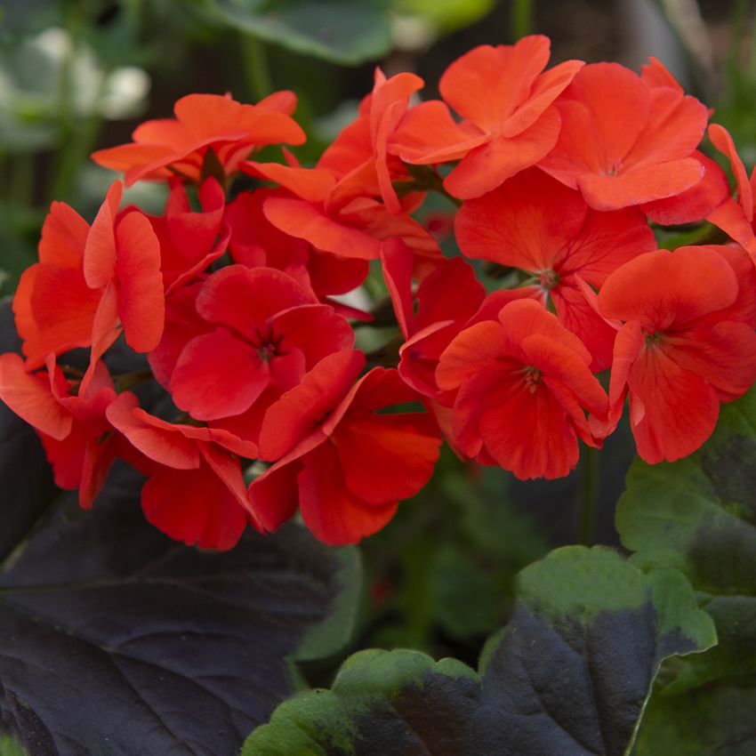 Pelargoni F1 'Night Scarlet'