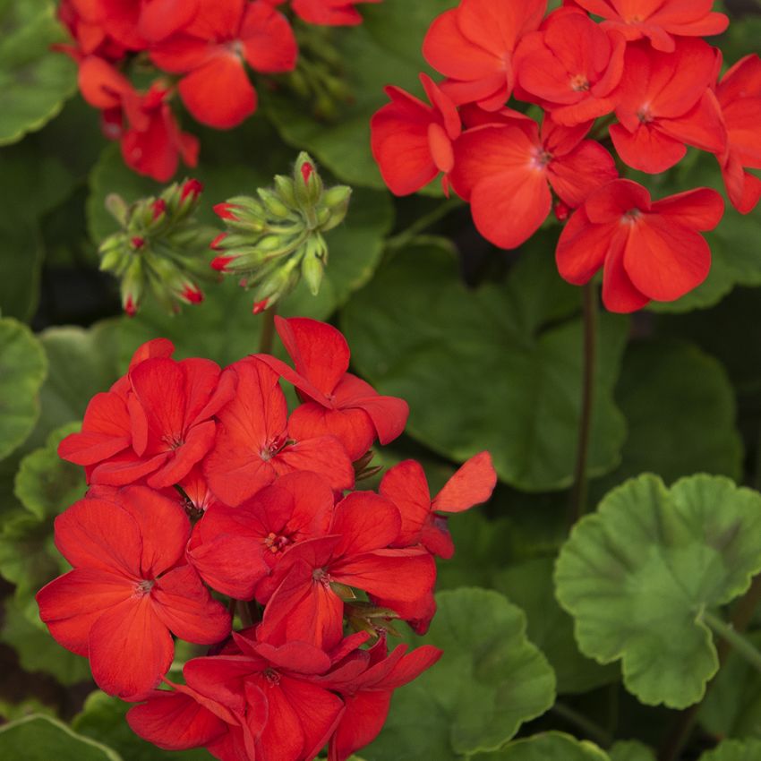 Pelargoni F1 'Gizela'