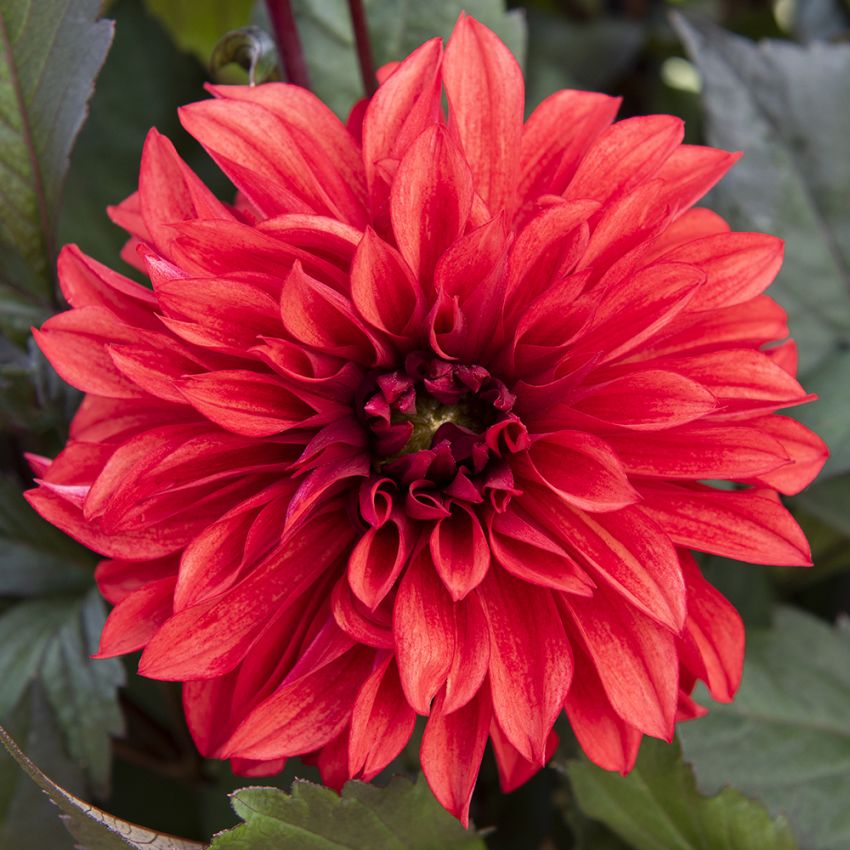 Koristedaalia 'Cool Flame' 1 kpl