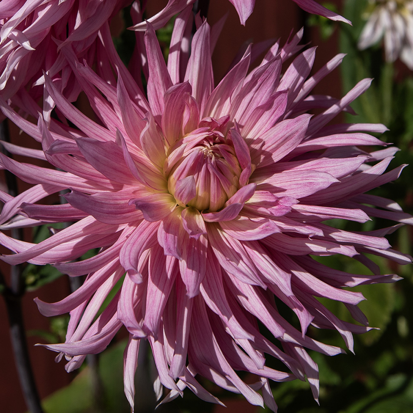 Kaktusdaalia 'Hollyhill Cotton Candy', Kukkien terälehdet ovat kaktusdaalialle tunnusomaisen kapeita ja teräviä.