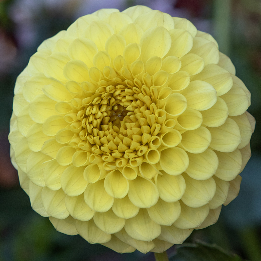 Pompondaalia 'Golden Torch' 