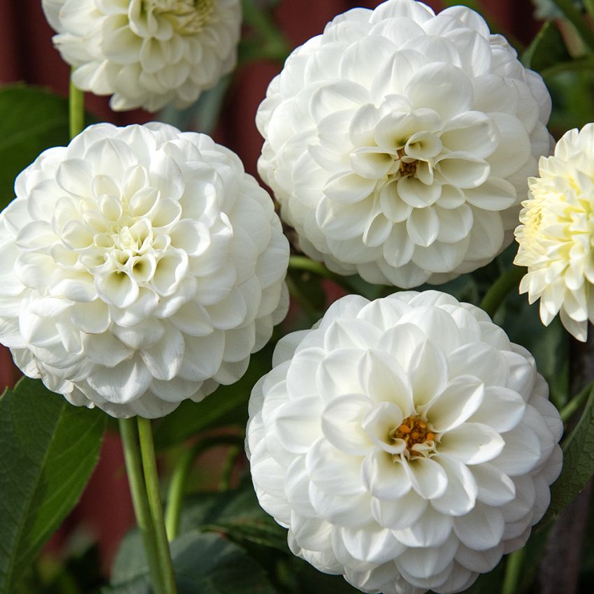 Pompondaalia 'White Aster' 1 kpl