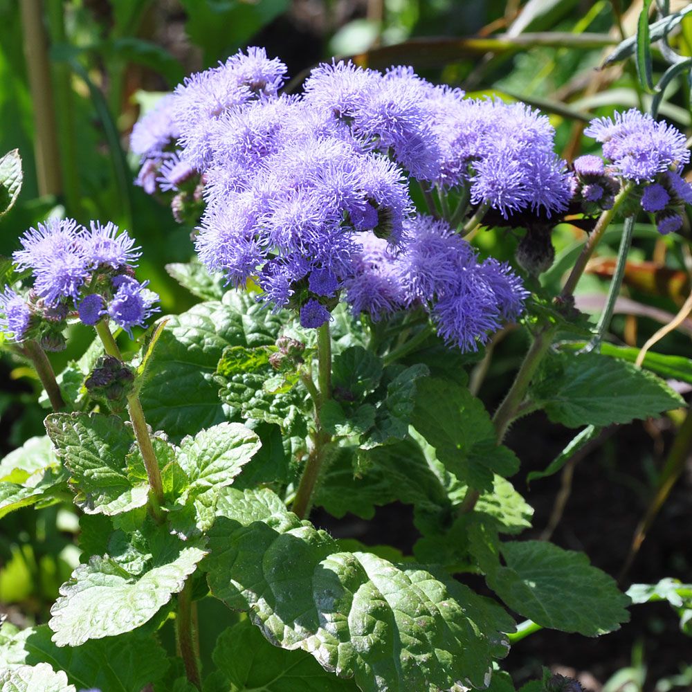 Sinitähtönen 'Blue Mink'