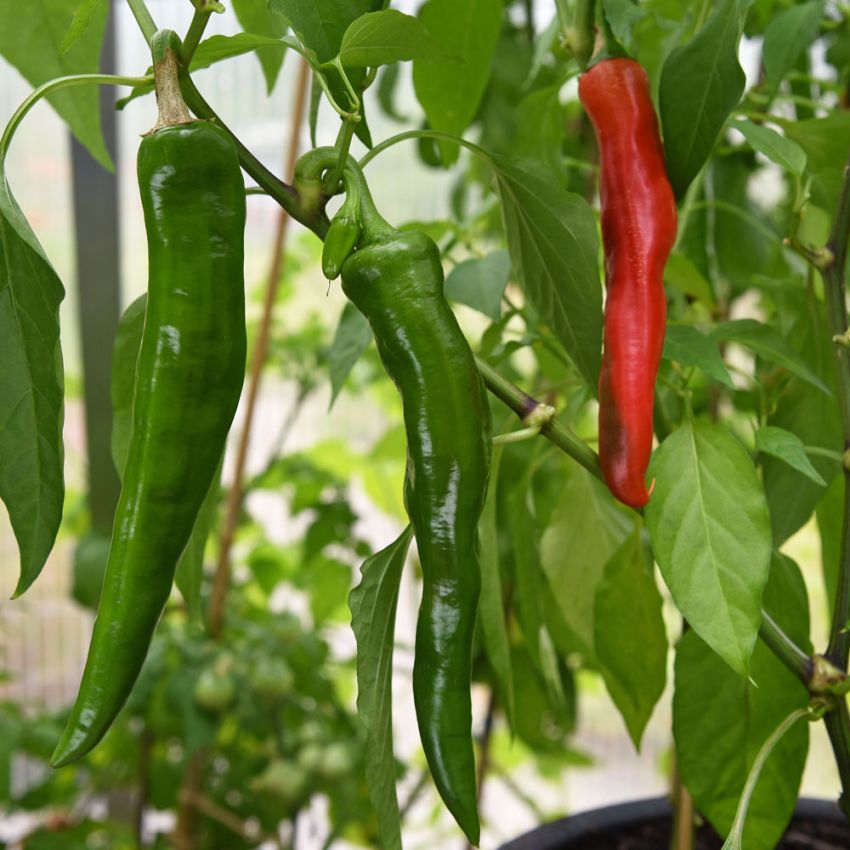 Chilipaprika 'Anaheim'