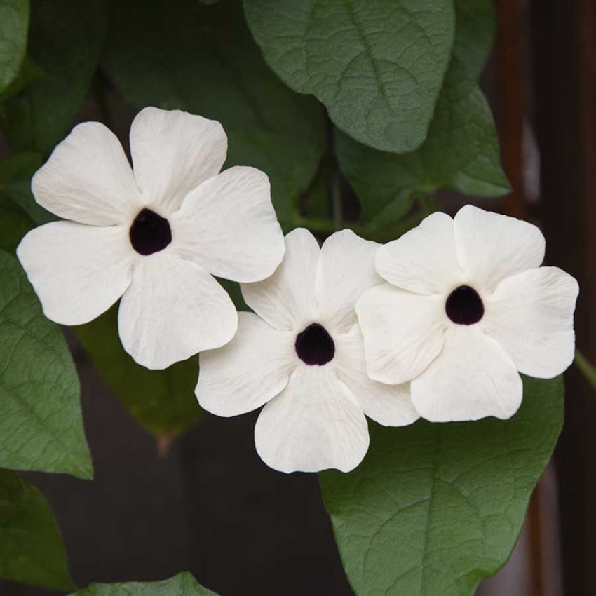 Mustasilmäsusanna 'Alba Oculata'