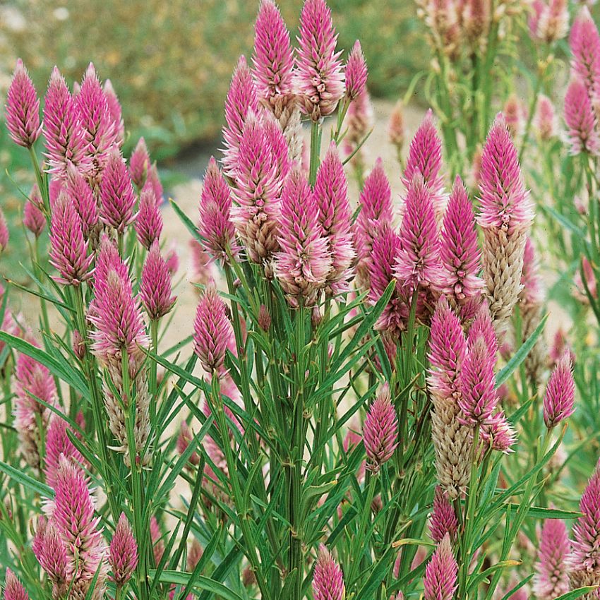 Helokukonharja 'Flamingo Feather'