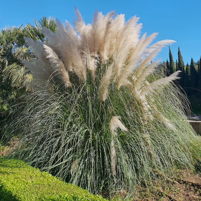 Hopeapampaheinä 'White Feather'