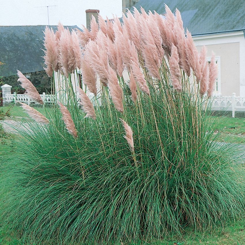 Vaaleanpunainen pampaheinä 'Pink Feather'