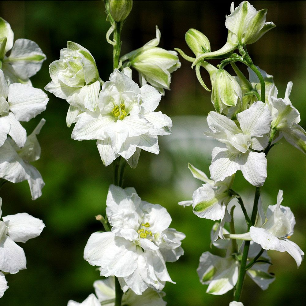 Tarhakukonkannus 'White King'