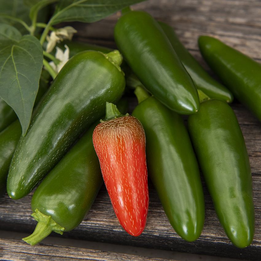 Chilipaprika 'Jalapeño M'