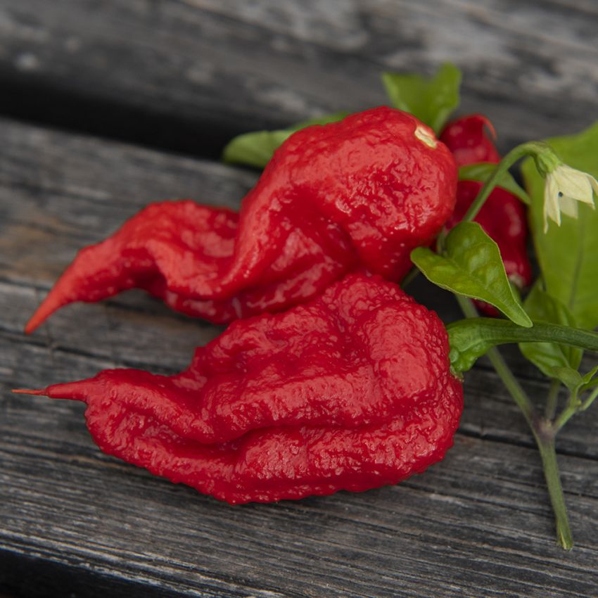 Havannapaprika 'Carolina Reaper'