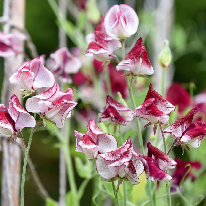 Tuoksuherne 'Spencer Wiltshire Ripple'