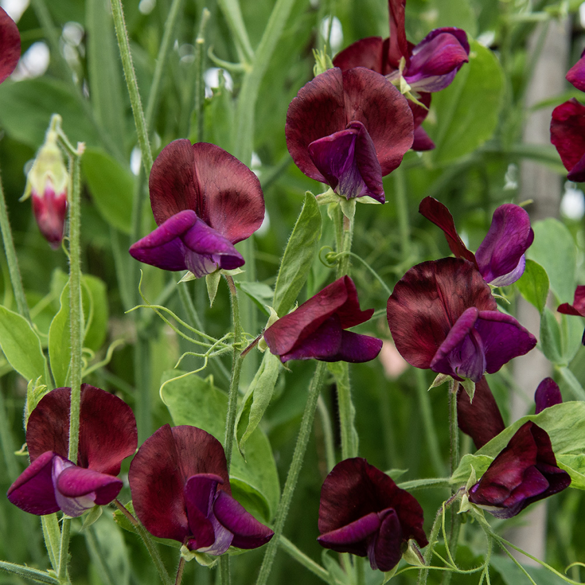 Tuoksuherne 'Royal Maroon'