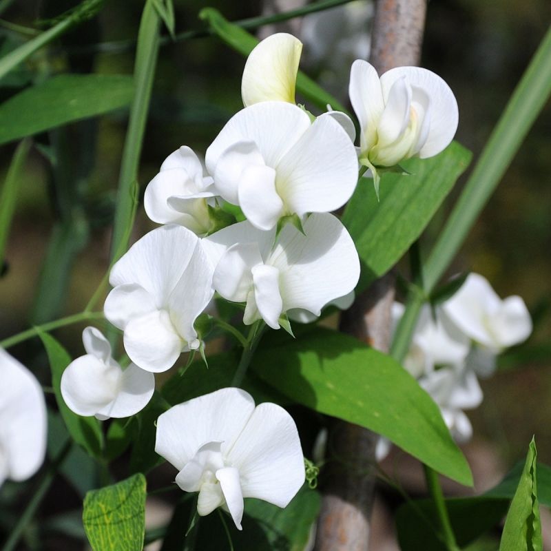 Ruusunätkelmä 'White Pearl'