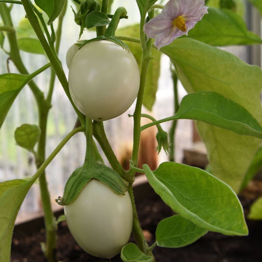 Munakoiso 'Blanche Ronde Á Oeuf'