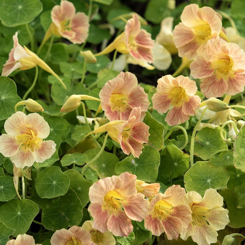 Pensasköynnöskrassi 'Tip Top Pink Blush'