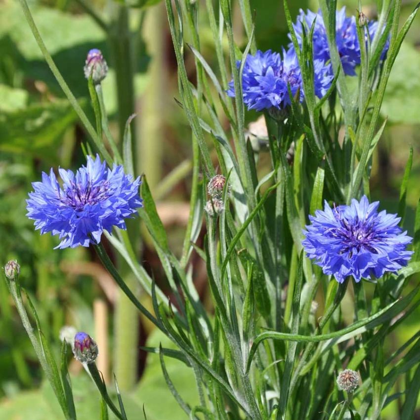 Ruiskaunokki 'Blue Boy'