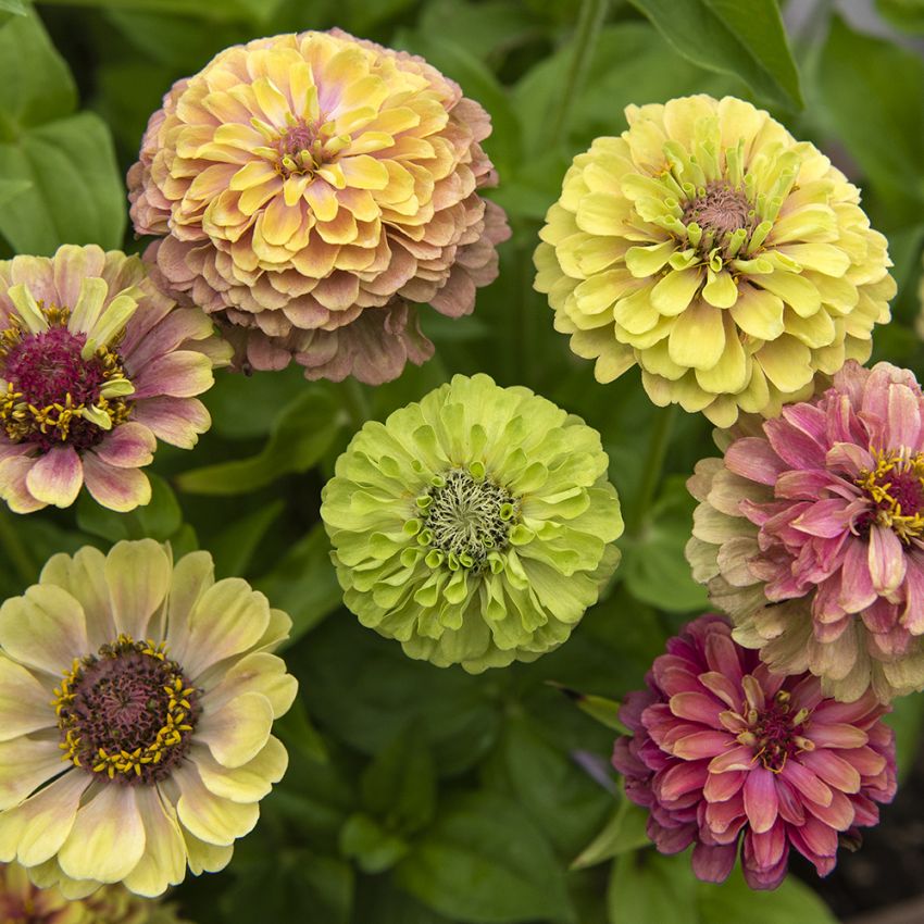 Isotsinnia 'Queeny Lime with Blotch'