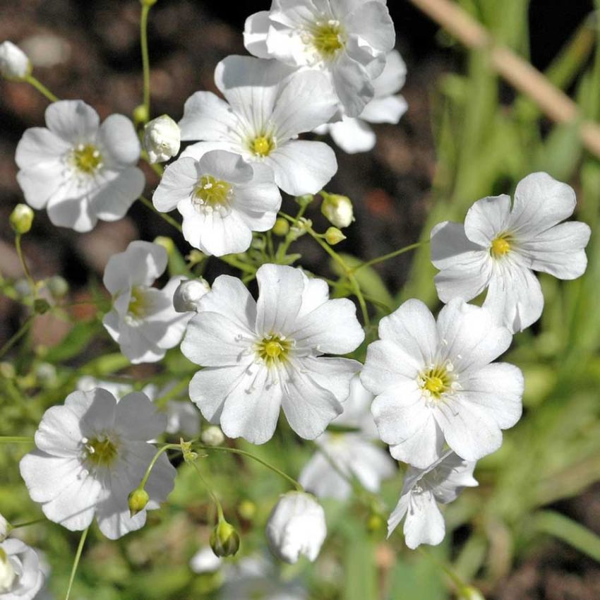 Kesäharso 'Covent Garden'