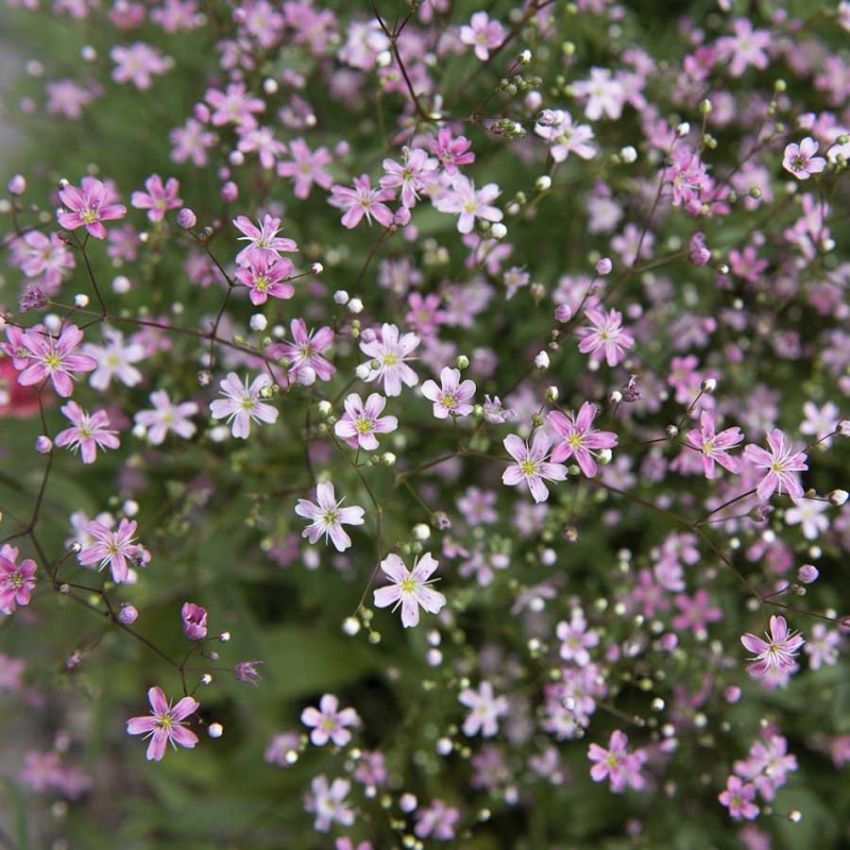 Kesäharso 'Rosea'