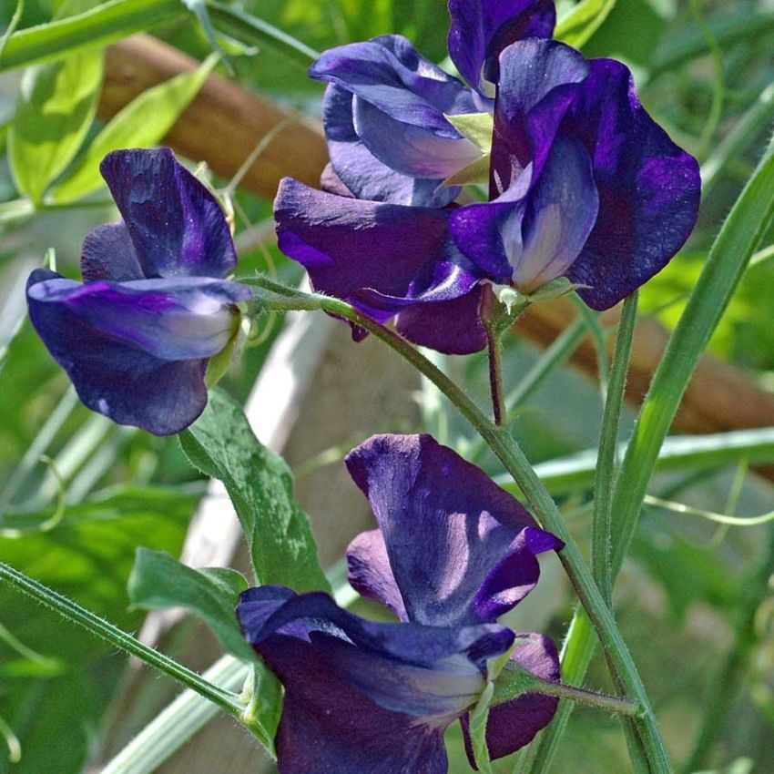 Tuoksuherne 'Royal Navy Dark Blue'