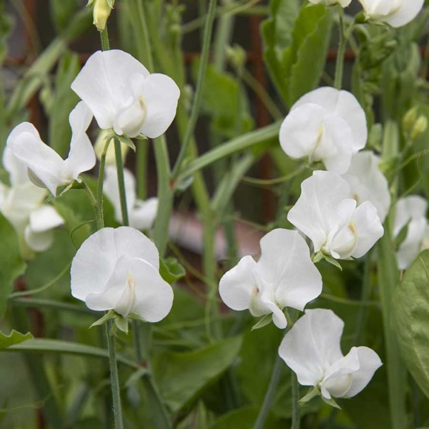 Tuoksuherne 'Spencer Swan Lake'