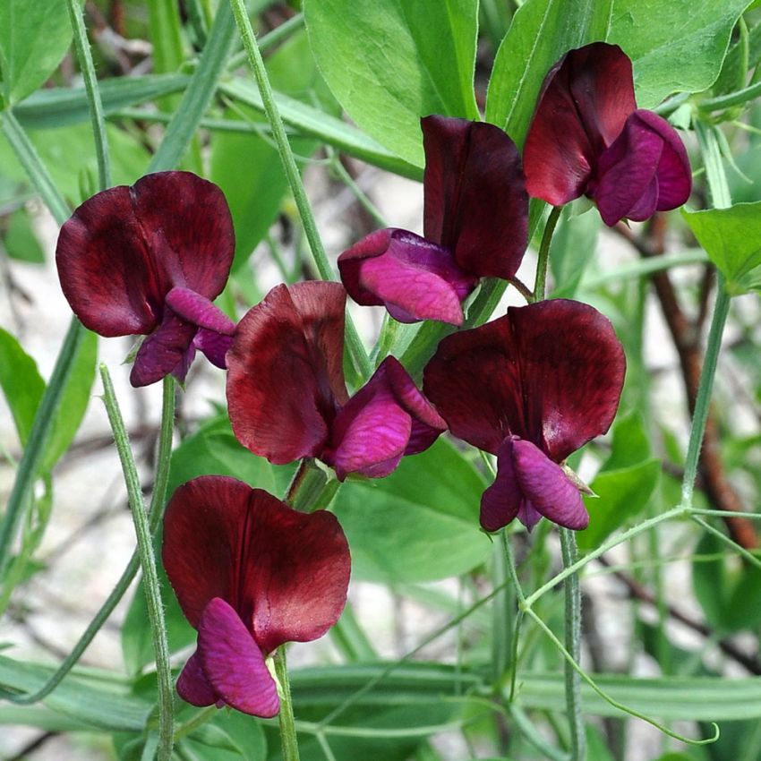 Tuoksuherne 'Black Knight'