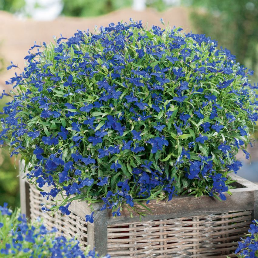 Lobelia 'Kejsar Wilhelm'