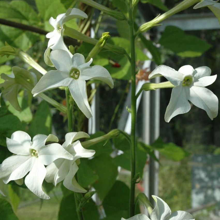 Suuri koristetupakka 'Grandiflora'