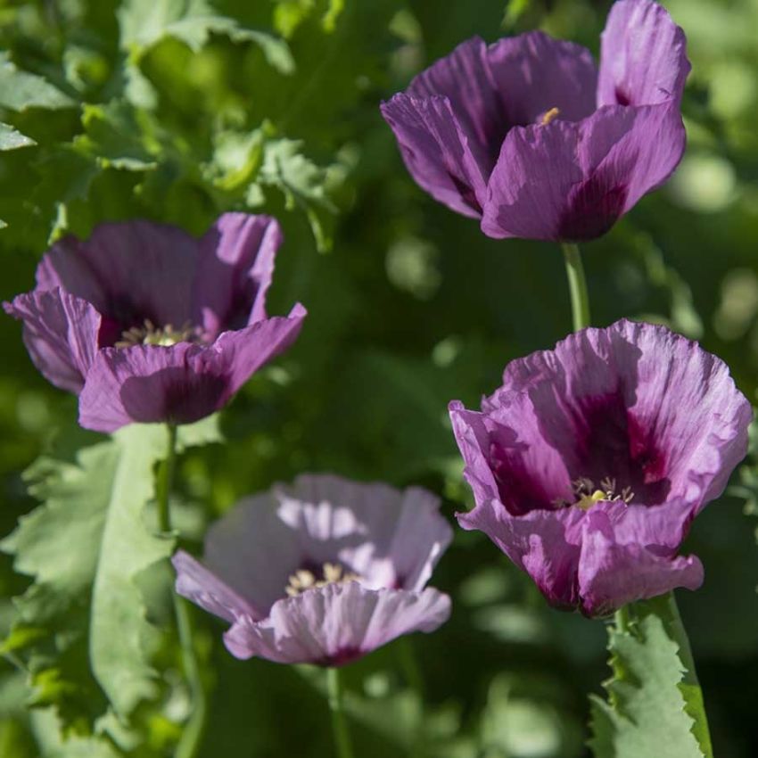 Oopiumunikko 'Hungarian Blue'