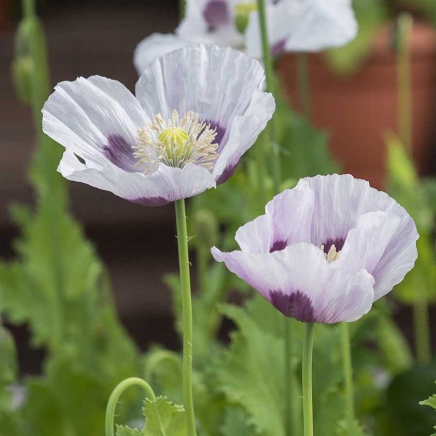 Oopiumunikko 'Bread Seed Poppy'