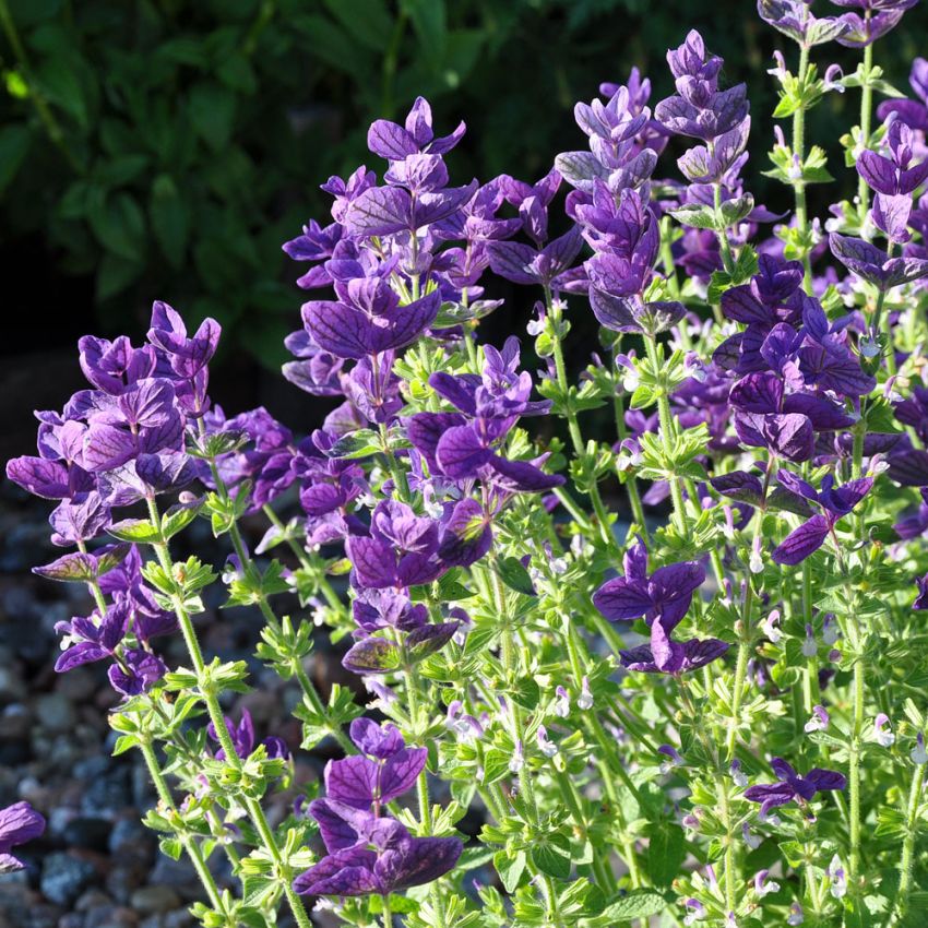 Kirjosalvia 'Blue Monday'