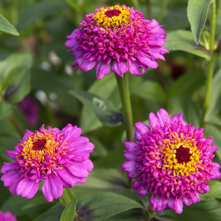 Isotsinnia 'Zinderella Purple'