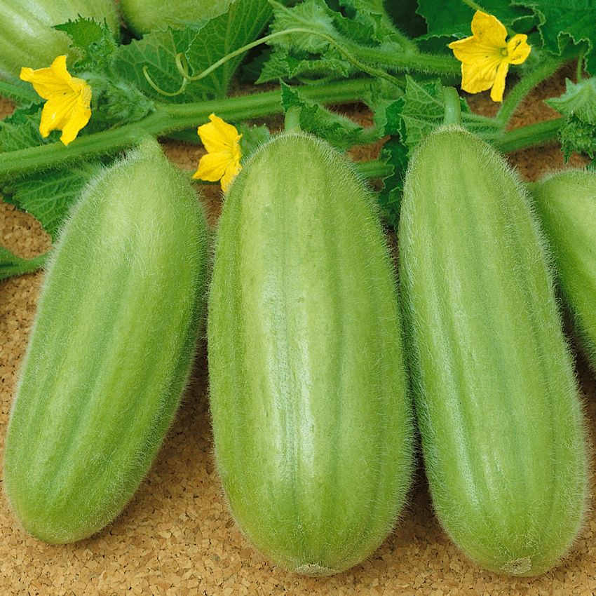 Kurkkumeloni 'Carosello'