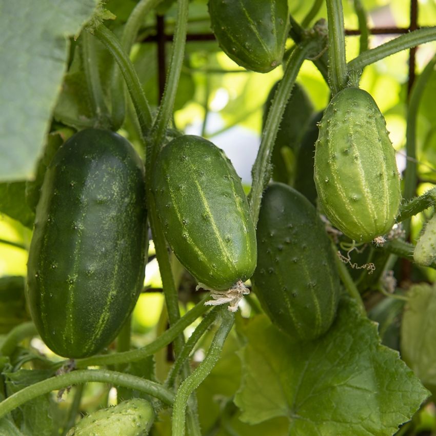 Avomaankurkku F1 'Anulka'