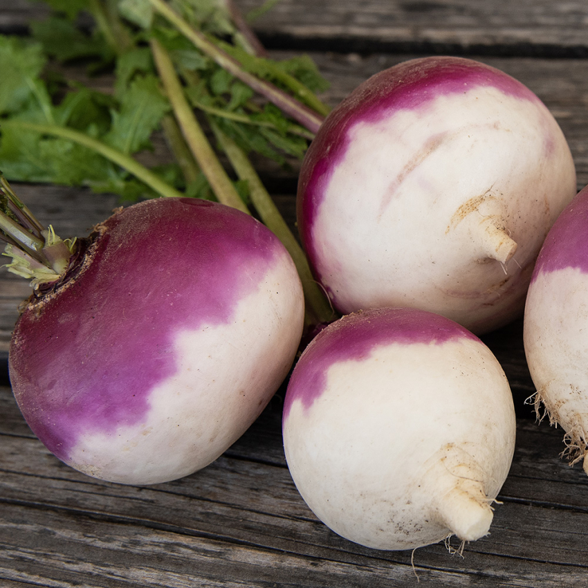 Nauris 'Purple Top White Globe'