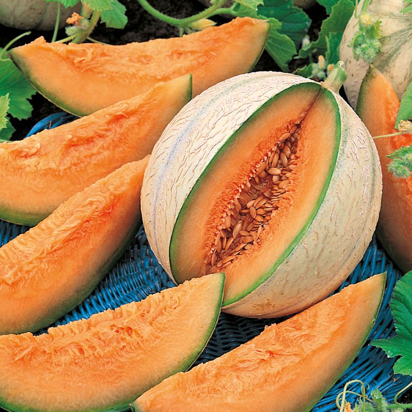 Cantaloupemeloni 'Charentais'