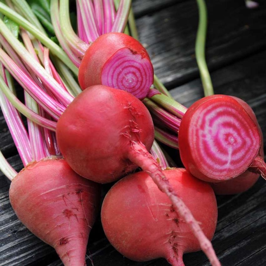 Punajuuri 'Chioggia'