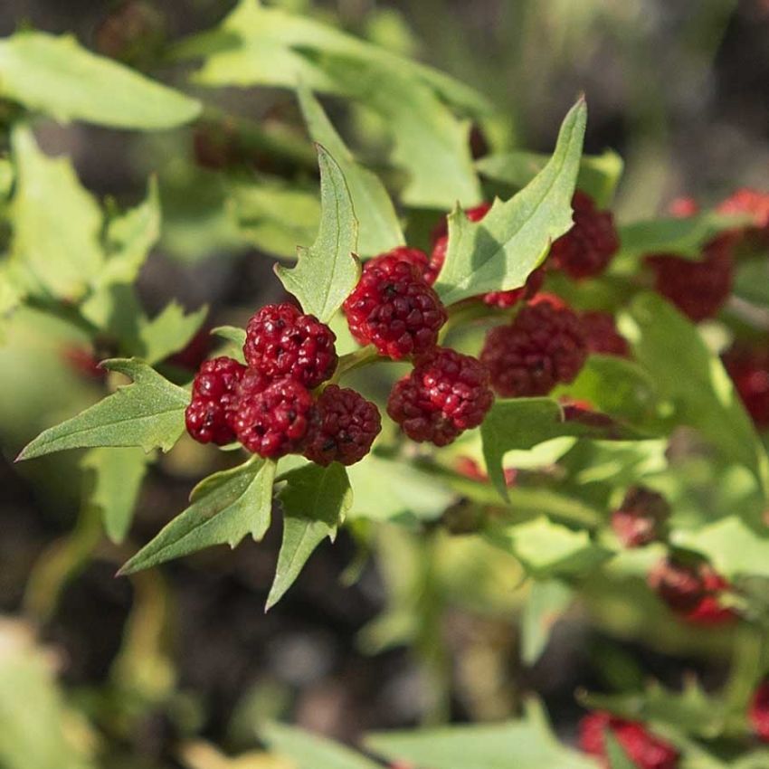 Marjasavikka 'Strawberry Sticks'