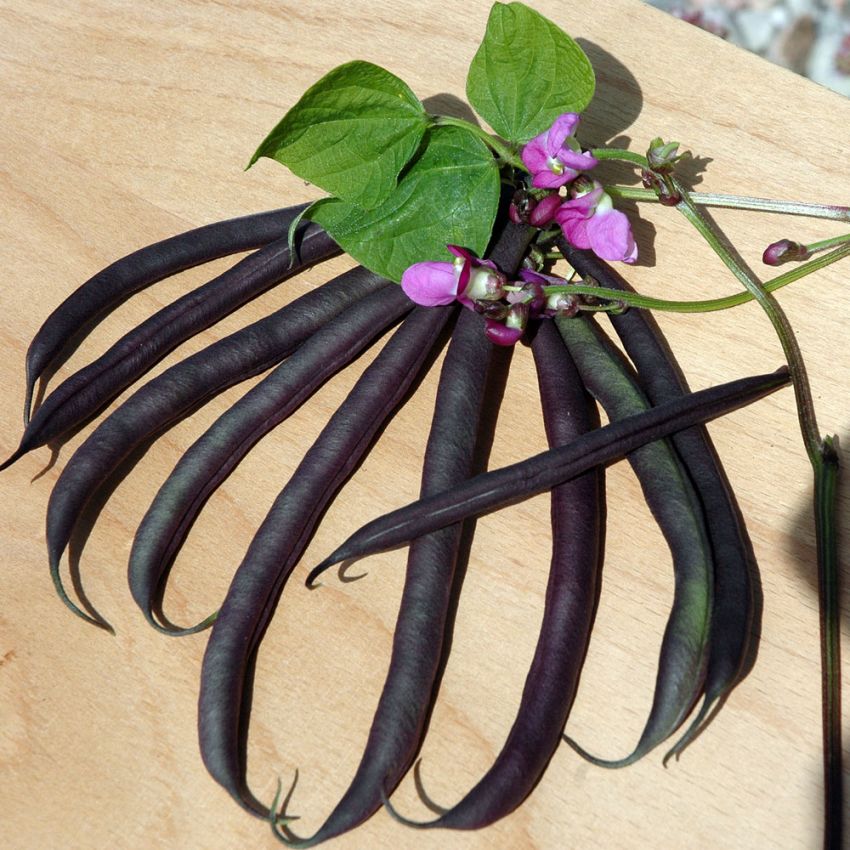 Taitepapu 'Violetti Teepee'