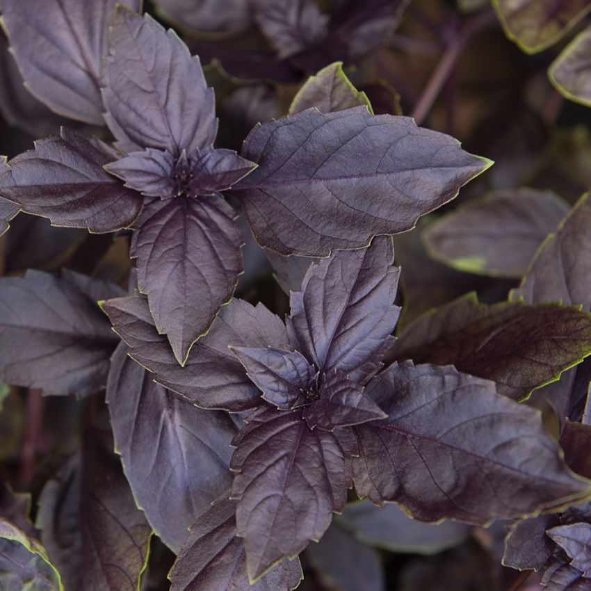 Purppurabasilika 'Red Rubin'