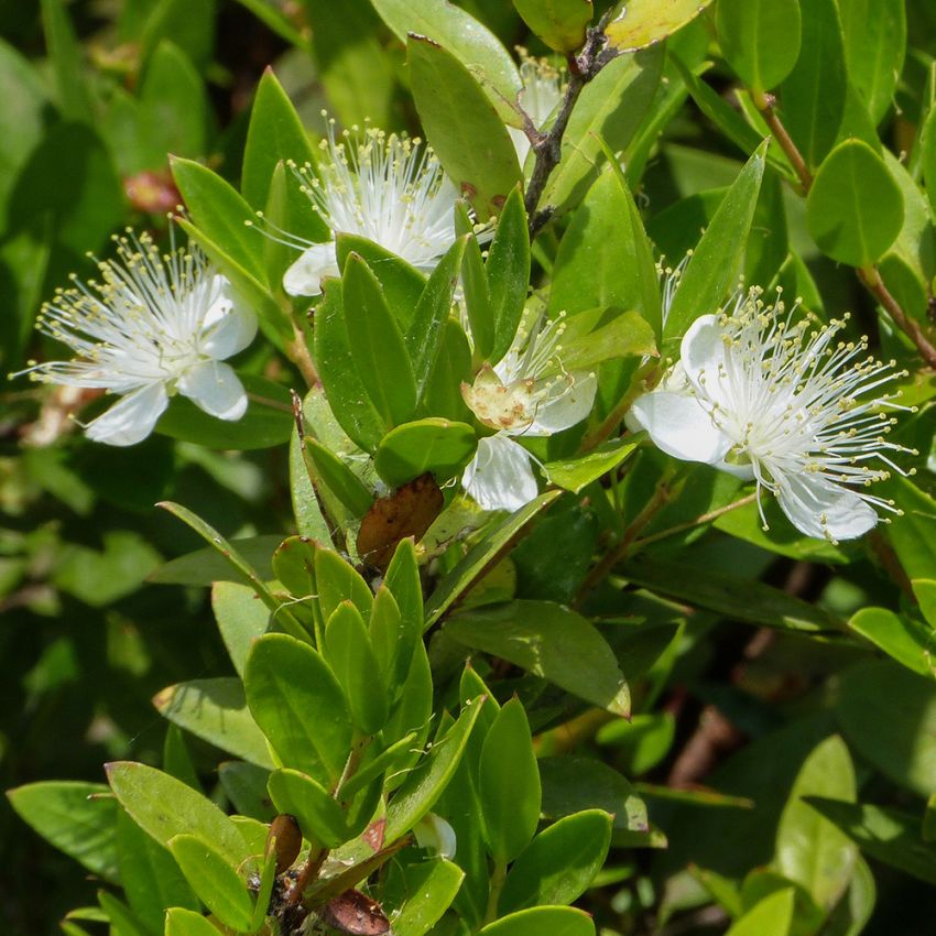 Välimerenmyrtti